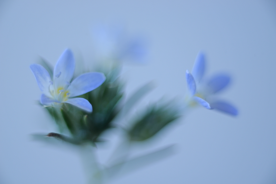 Miniature woollystar wildflowers, Diamond Bell Ranch, Arizona. By Catherine Sienko