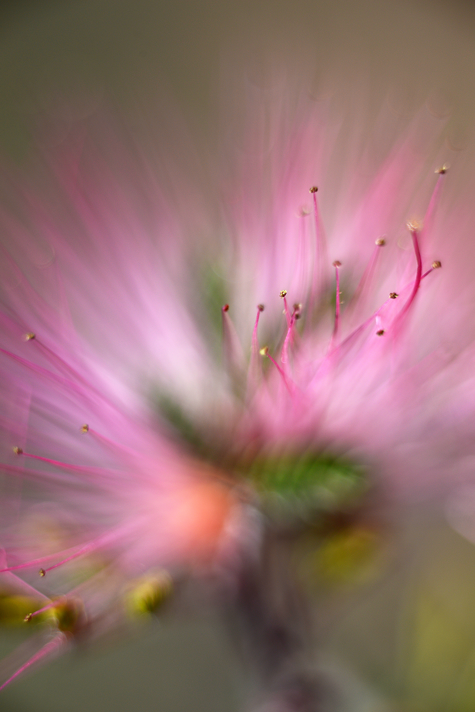 Wild fairy duster, Diamond Bell Ranch, Arizona. By Catherine Sienko