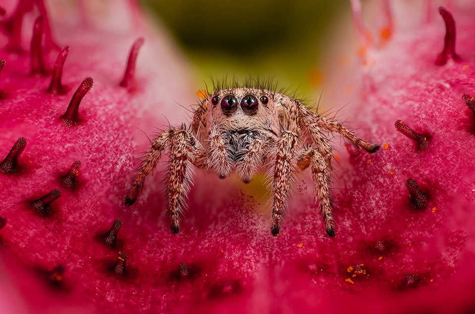 Jumping spider on orchid petal. By Jonathan Cline