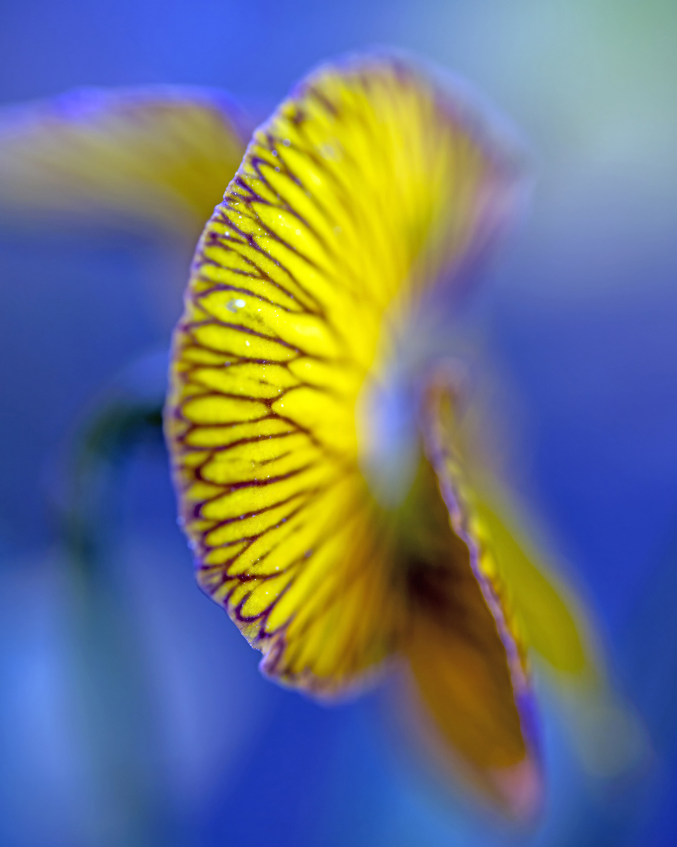 Blue and yellow pansy, Phoenix Desert Botanical Garden. By Tam Ryan