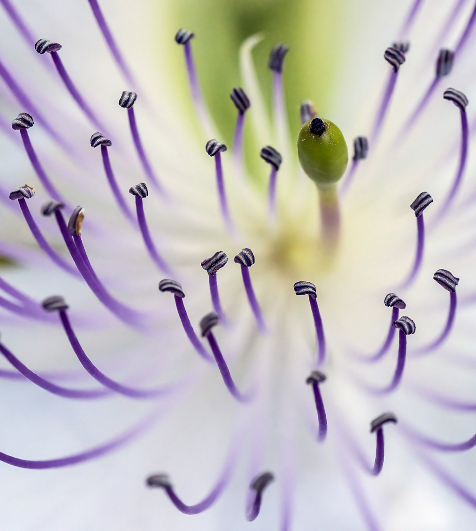 Caper plant, Phoenix Desert Botanical Garden. By Tam Ryan
