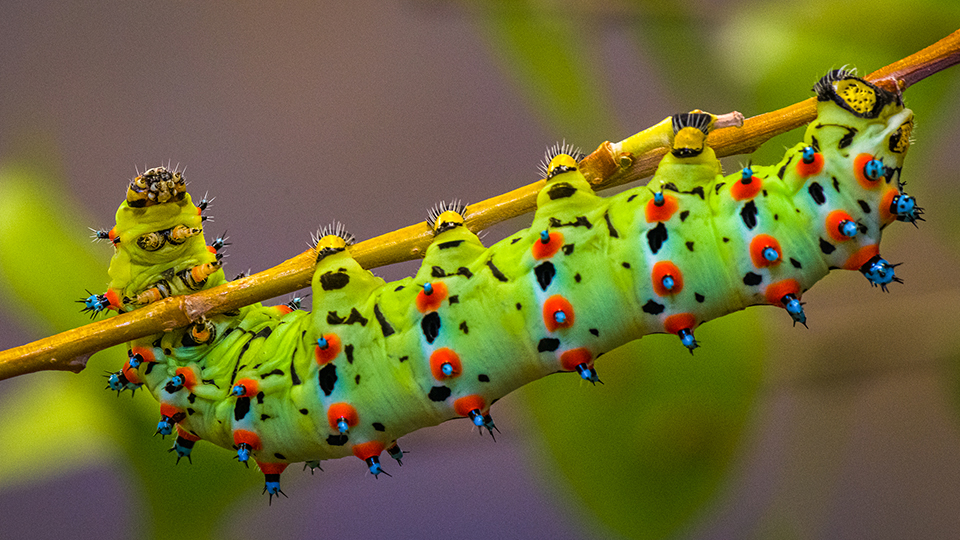 This image is of the caterpillar stage in the development of an Emperor Moth, Saturnia pavonia. By Tom Jones