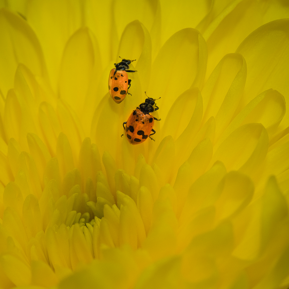 Two ladybugs in a large yellow flower. By Tom Jones
