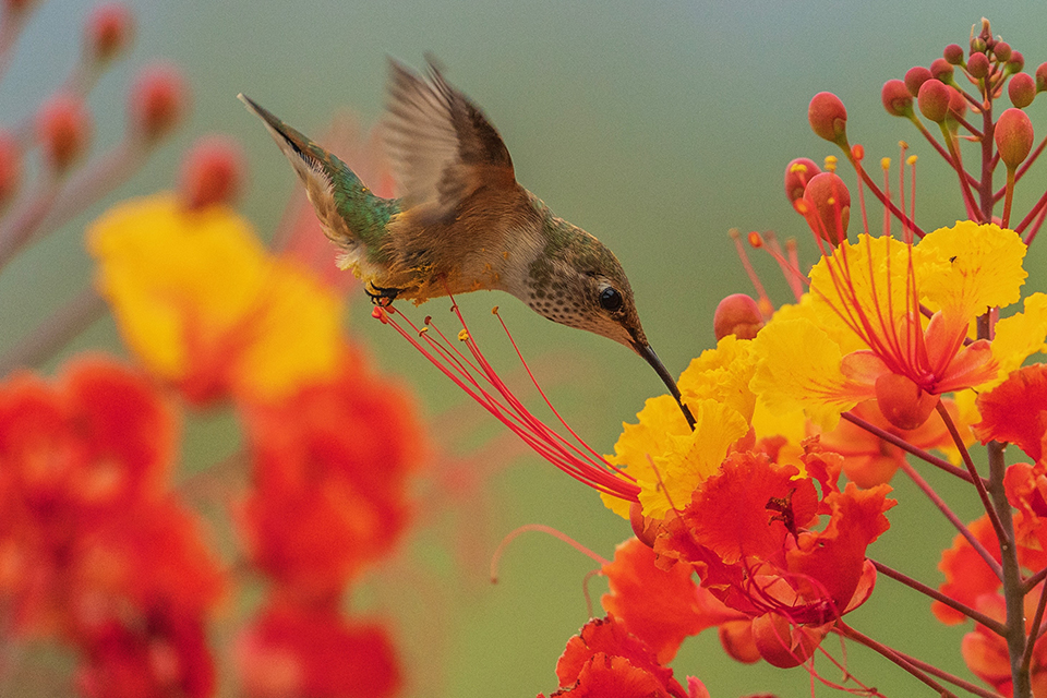 Rufous hummingbird feeding at Mexican bird of paradise flowers. By Esther Fleming