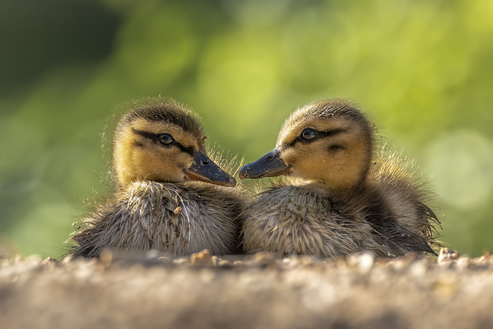 A pair of ducklings taking a rest at Gilbert Riparian Preserve. By Jonathan Cline