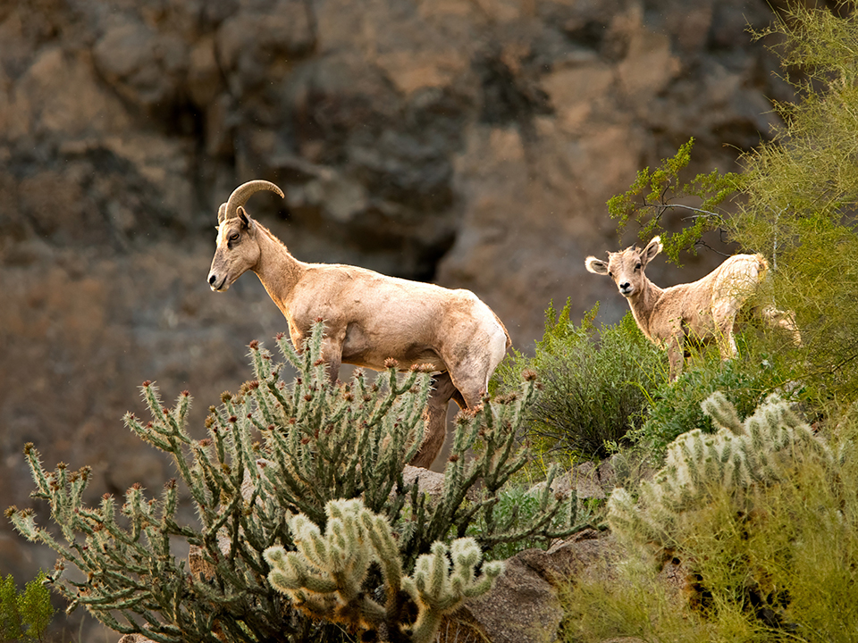 A bighorn sheep and lamb stand on the edge of a cliff overlooking the Salt River. By Josh Sellke