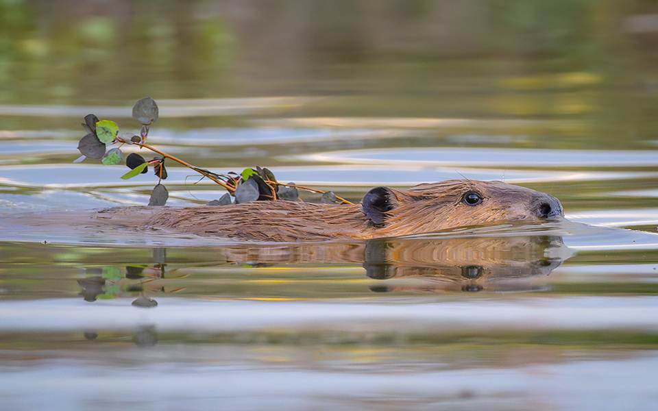 A beaver swims with a branch in a White Mountains lake. By Lisa Manifold