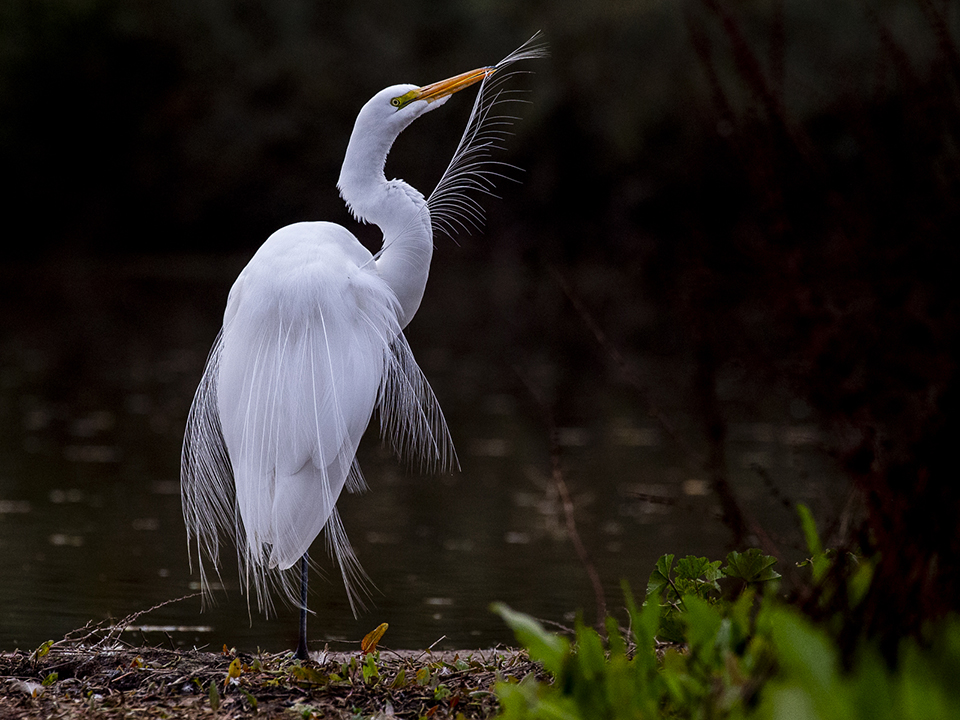 Great Egret male grooming its long plumes. By Marti Huzarski
