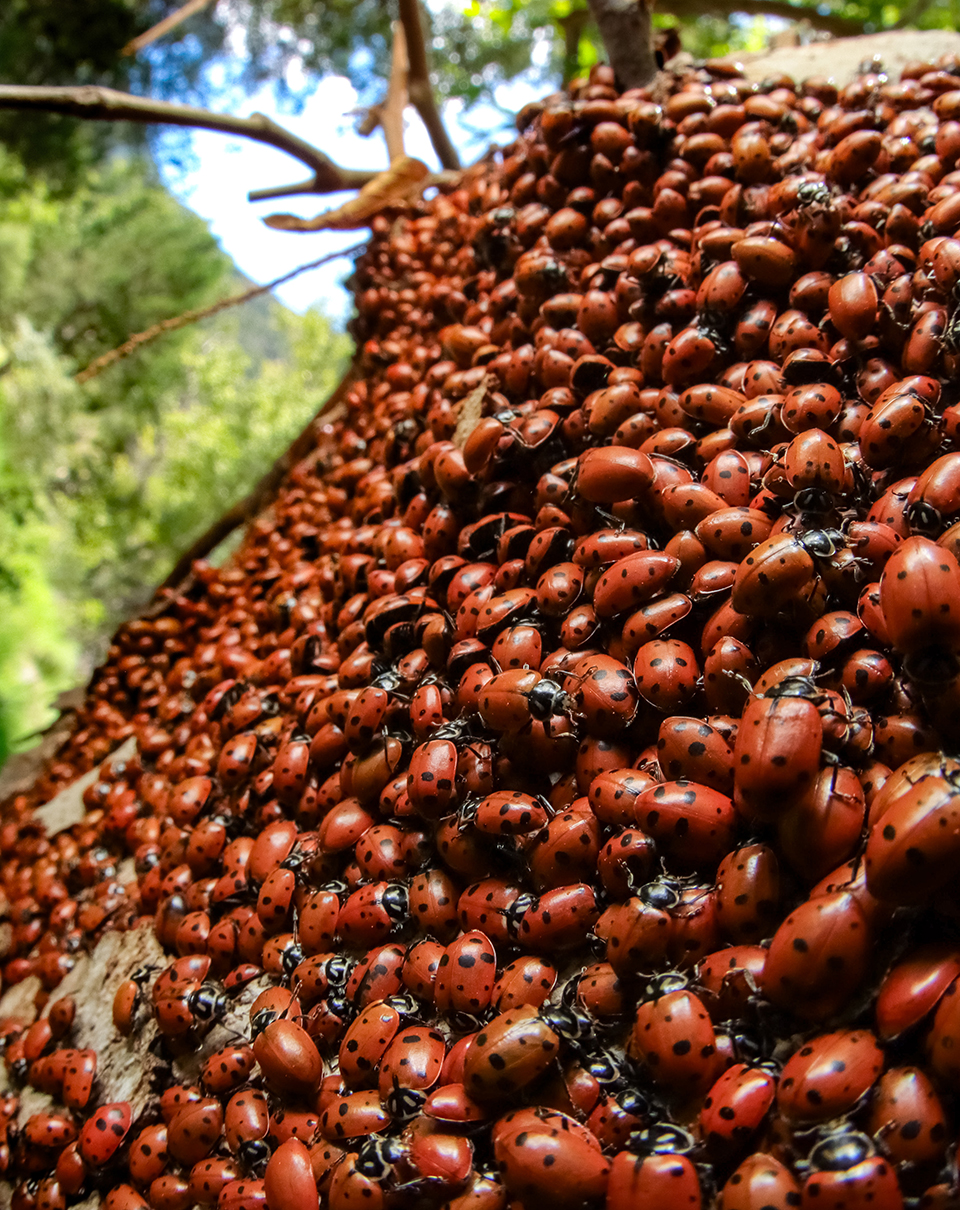 Convergent lady beetles cluster along a Sycamore in Madera Canyon. By Mason Salem