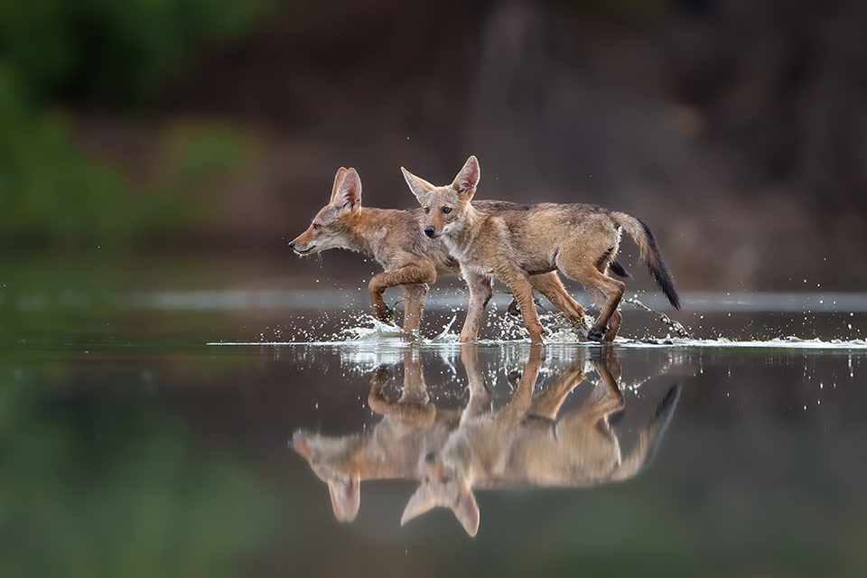 A pair of coyote pups in the urban desert oasis playfully running in the local ponds at Gilbert Water Ranch. By Sathya Sayee