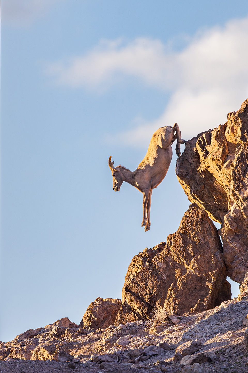 Desert bighorn sheep, near Lake Havasu City, Arizona. By Sean Wickenheisser