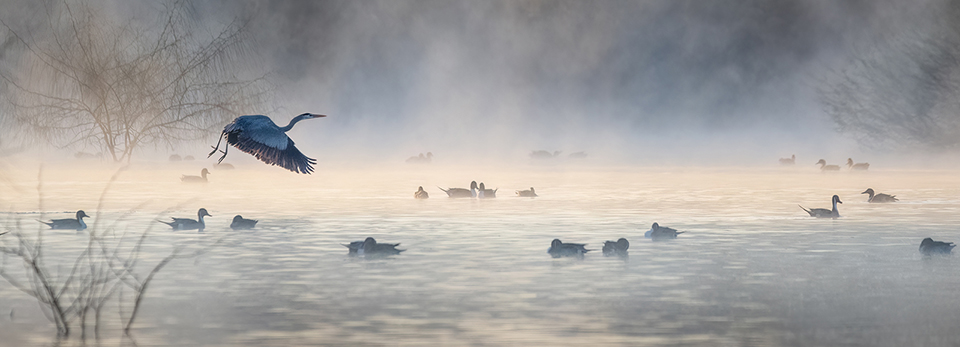 A Great Blue Heron flies by several Northern Pintail ducks on an early misty morning. By Tam Ryan