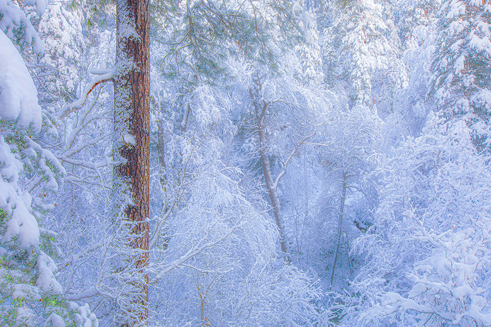 One side of a pine tree remains uncovered in a snowy scene near Sedona. By Dennis Tromburg