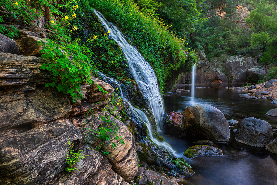 "Natural Springs Oasis:" waterfalls surrounded by columbine and monkeyflower. By Theresa Rose Ditson
