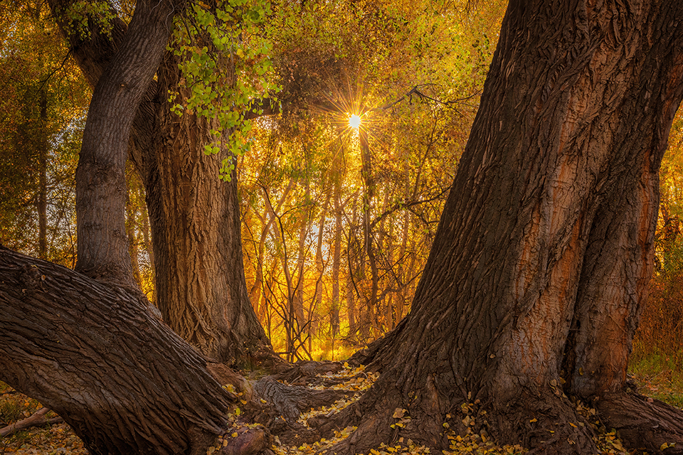 Cottonwood trees with their thick trunks leaning and curving in various directions, while the sun flickers and pierces leaves swaying in the breeze. By Theresa Rose Ditson