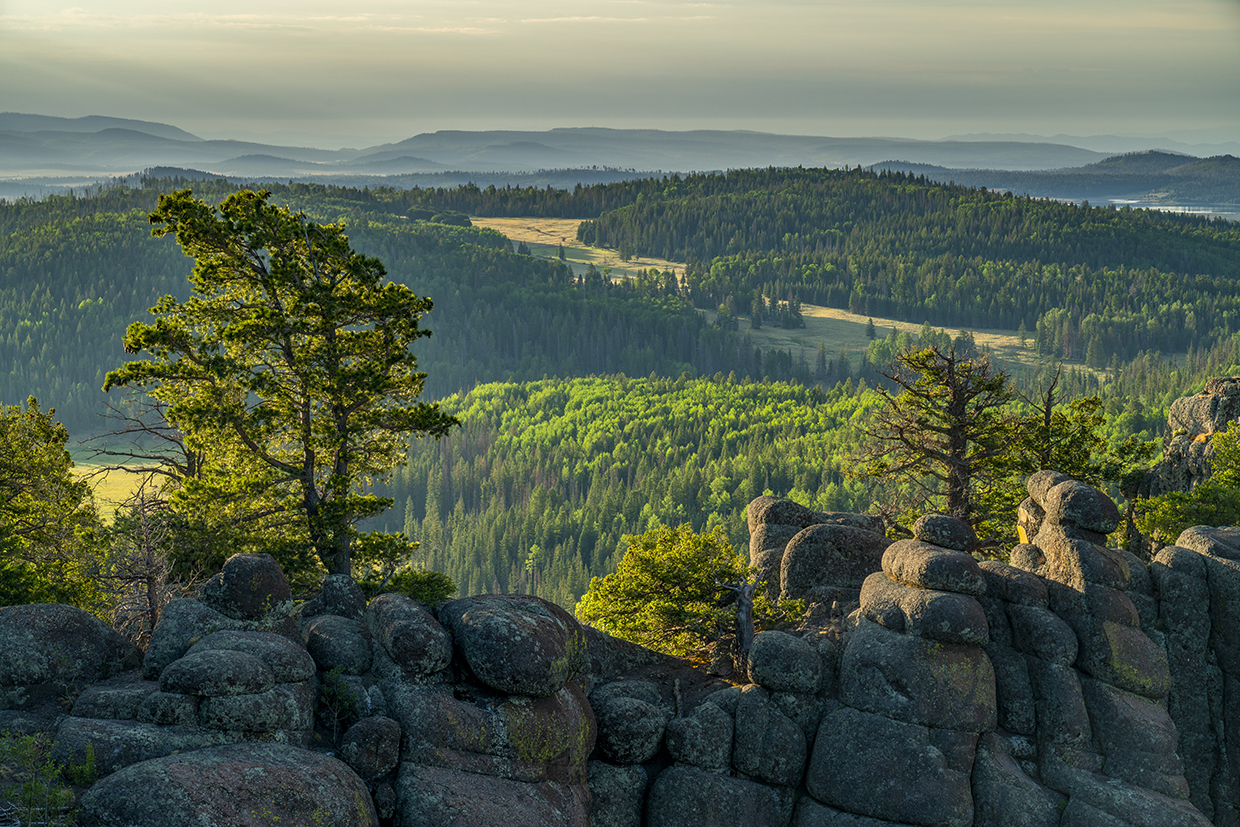 A rolling sea of evergreens stretches to the horizon in a view from the White Mountains’ East Baldy Trail. This challenging hiking route is one of two that ascend Mount Baldy, the highest peak in the White Mountains. By Laurence Parent