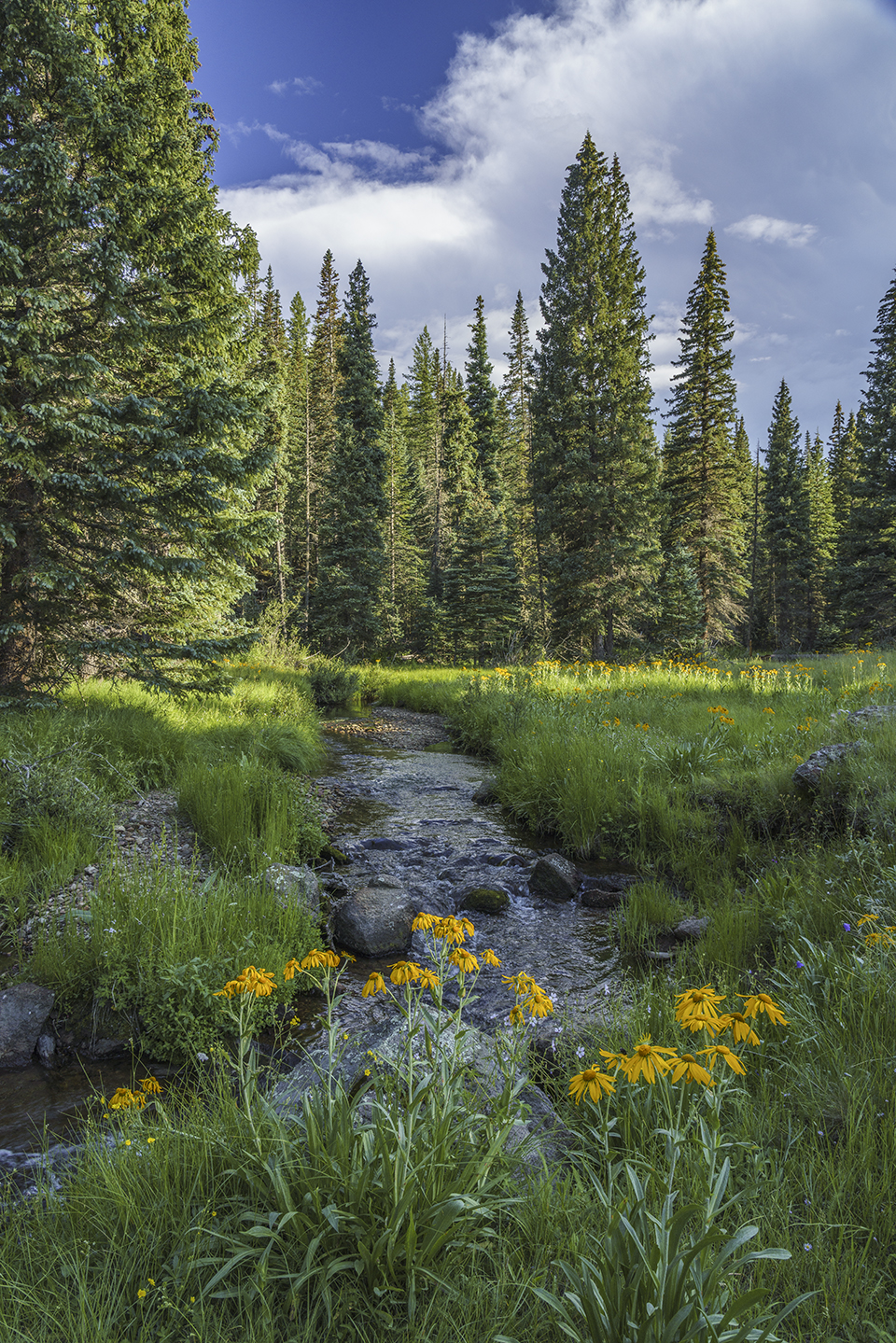 Sneezeweeds thrive beneath tall pines along the West Fork of the Little Colorado River. The headwaters of the Little Colorado are on the slopes of Mount Baldy; from there, the river runs for nearly 350 miles before emptying into the Colorado River in the Grand Canyon. By Laurence Parent