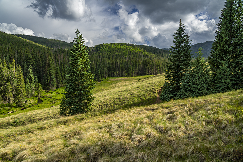 Evergreens dot a grassy hillside along the West Baldy Trail, the other hiking route that approaches the summit of Mount Baldy. The actual summit is on White Mountain Apache Tribe land and not accessible without a permit. By Laurence Parent