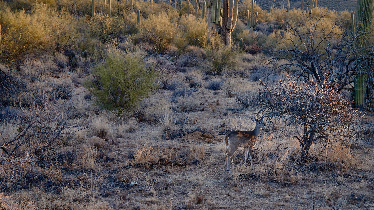 A deer in Sabino Canyon, near Tucson, munches on a cholla cactus at sunrise. By Jerry Dean