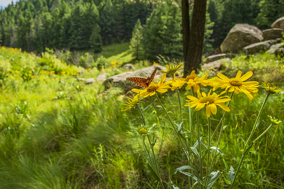 A butterfly extracts nectar from wildflowers on Mount Graham, the highest peak in the Pinaleño Mountains of Eastern Arizona. As a “sky island” range, the Pinaleños harbor numerous plant and animal species not found in the surrounding desert. By Norma Jean Gargasz