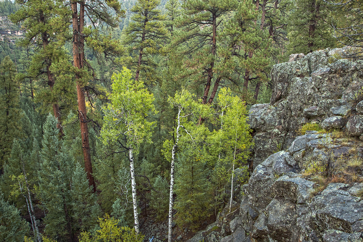 Aspens mingle with ponderosa pines in Sandys Canyon, a scenic hiking destination southeast of Flagstaff. This view is from an overlook west of Canyon Vista Campground, which is just off Lake Mary Road (Forest Highway 3). By Tom Bean