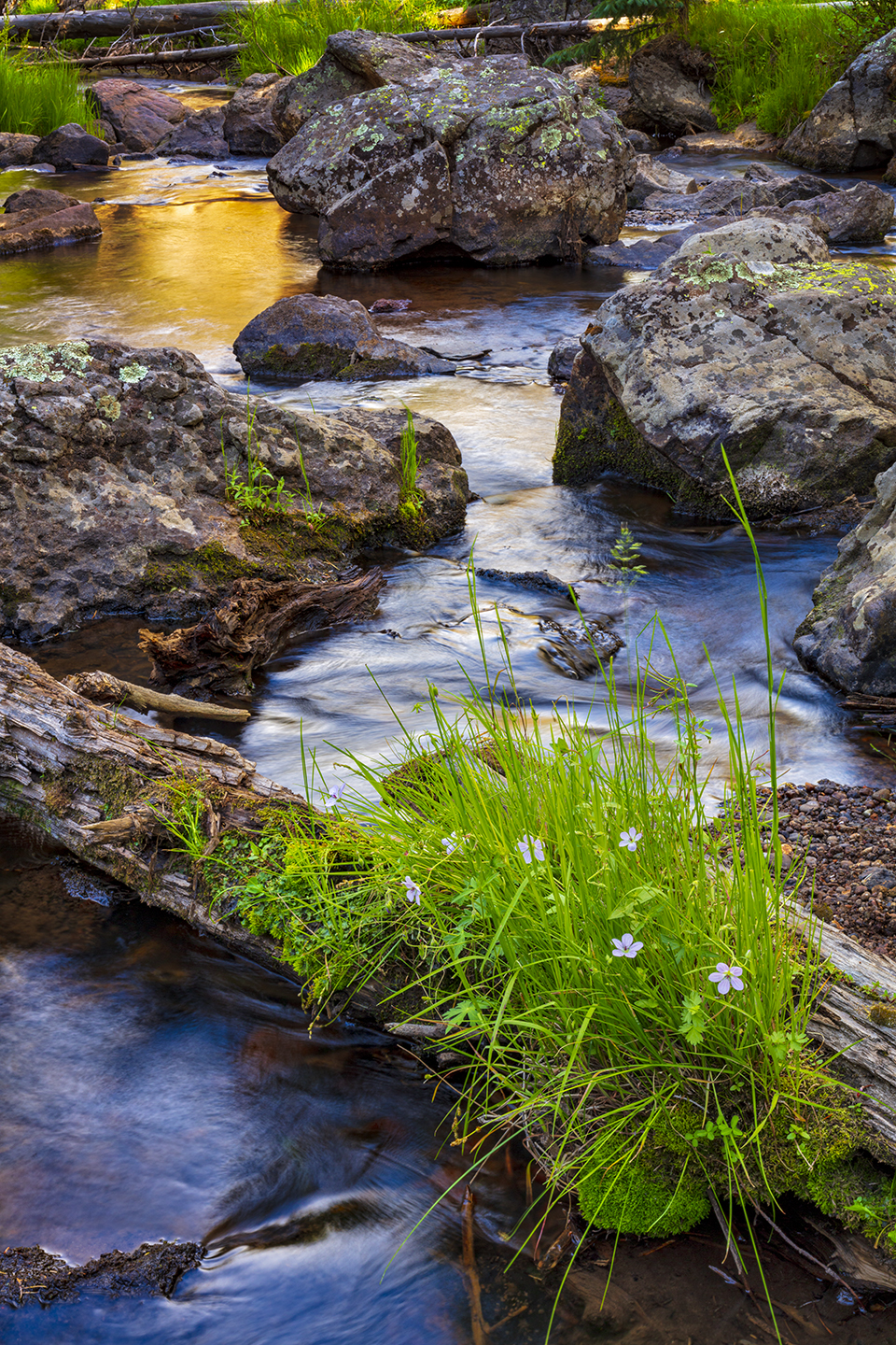 At Sheeps Crossing, in the White Mountains of Eastern Arizona, grasses and flowers grow on a log in the West Fork of the Little Colorado River. Sheeps Crossing, along State Route 273, is where the West Baldy Trail up Mount Baldy begins. Claire Curran