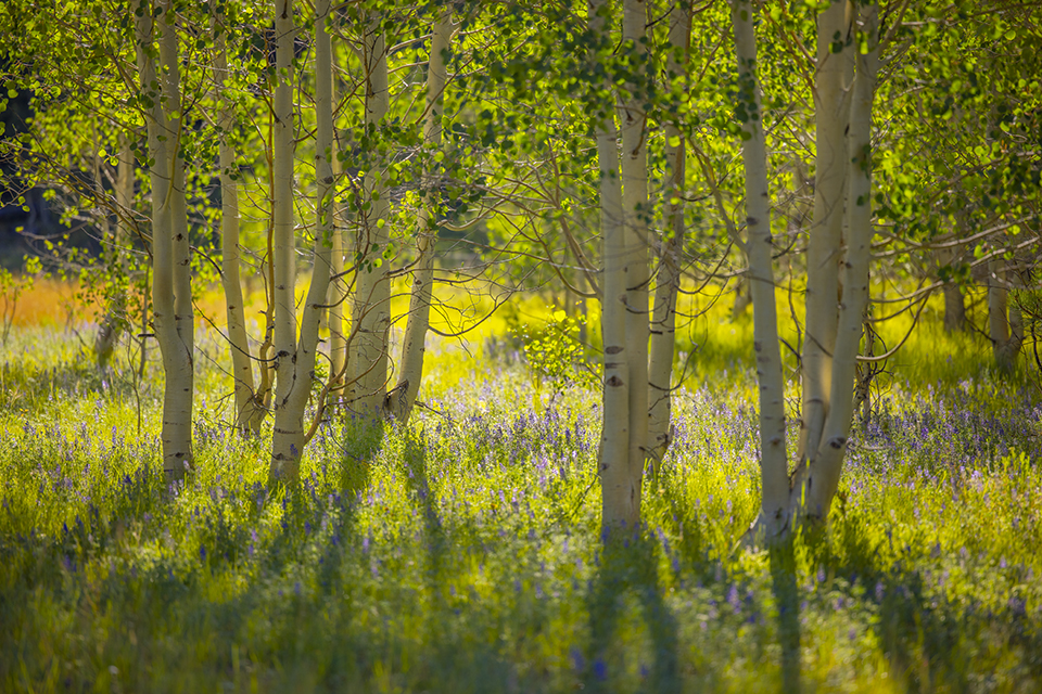 Leafy aspens cast shadows on a field of summer wildflowers on the Kaibab Plateau of Northern Arizona. The plateau is one of the major landforms of the Arizona Strip, the section of Arizona that is north of the Colorado River. Adam Schallau