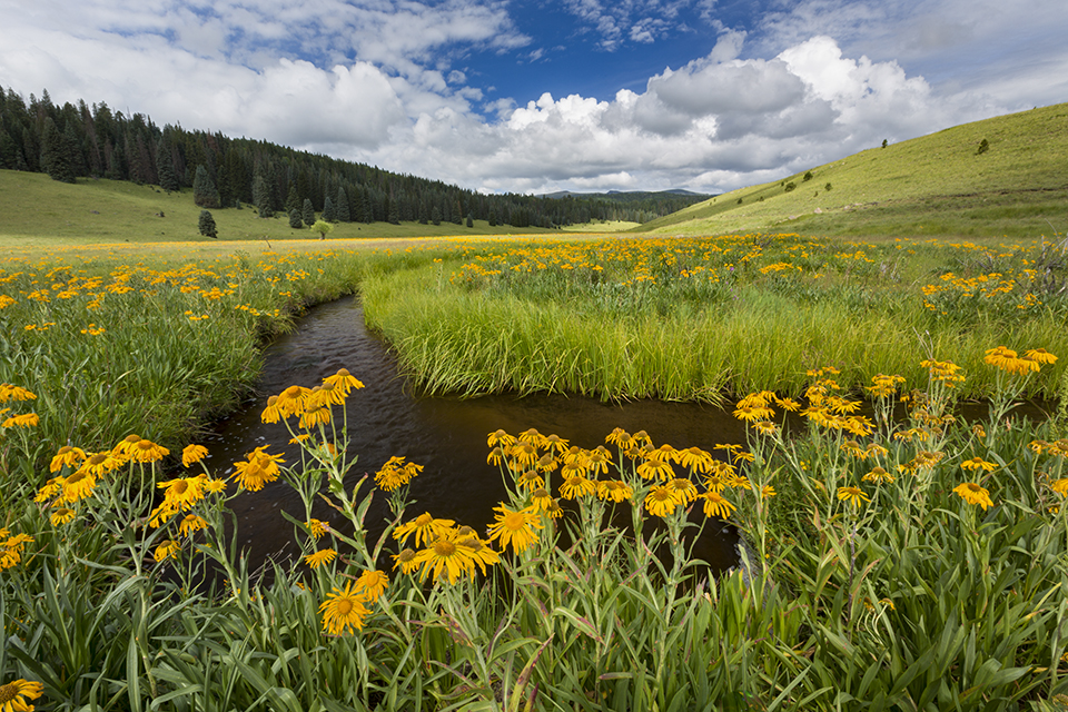 Sneezeweeds bloom in abundance along the meandering West Fork of the Black River, a perennial White Mountains waterway. This location, featuring one of the expansive meadows for which the White Mountains are known, is near the Thompson Trailhead. Paul Gill