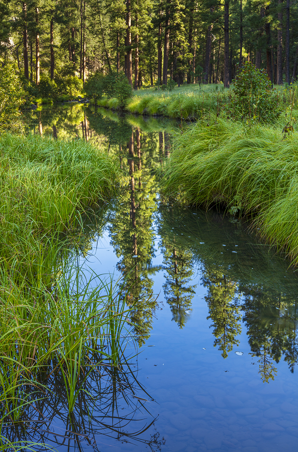 A placid section of the Black River mirrors ponderosa pines and other trees while nourishing tall grasses along the river. This photo is of the river’s East Fork, which joins the West Fork about 14 miles southwest of Alpine. Claire Curran