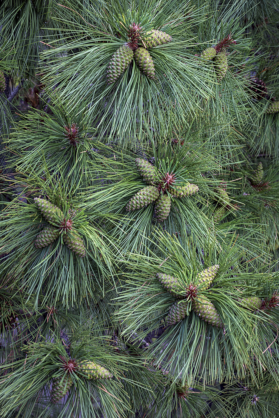 A ponderosa pine displays its numerous cones, which typically grow to a length of 3 to 6 inches. The ponderosa shown here is at Sunset Crater Volcano National Monument, northeast of Flagstaff. Paul Gill
