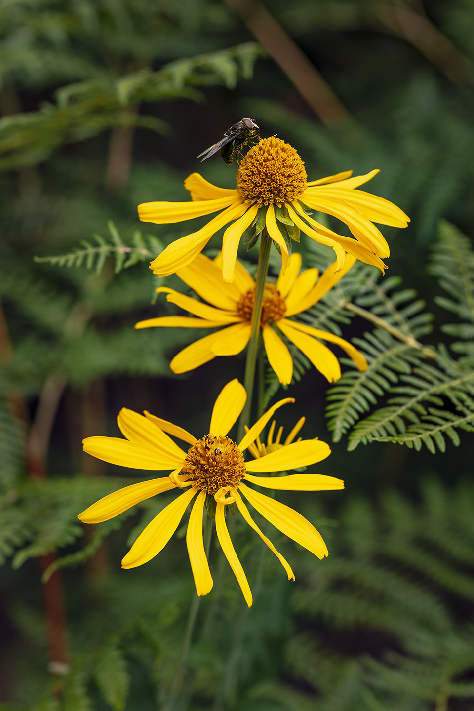 A large insect perches on a sneezeweed flower in a wooded area near the White Mountains’ Forest Road 24. This road is one component of a scenic drive over Wildcat Crossing, a small bridge that spans the Black River. Claire Curran