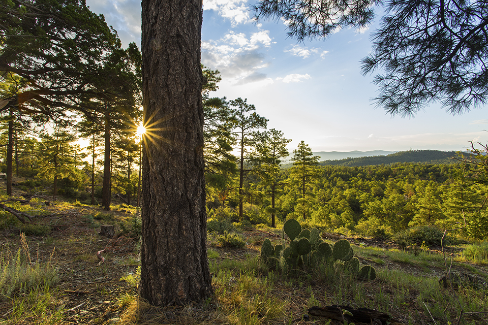 A “sunstar” punctuates a juxtaposition of evergreens and a prickly pear cactus in the Sierra Prieta, a mountain range in the Prescott National Forest. This range, located west of Prescott, includes local landmarks such as Thumb Butte and Granite Mountain. Joel Hazelton