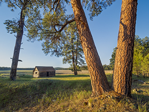 An abandoned cabin sits on edge of a meadow, near ponderosa pines. By Paul Gill