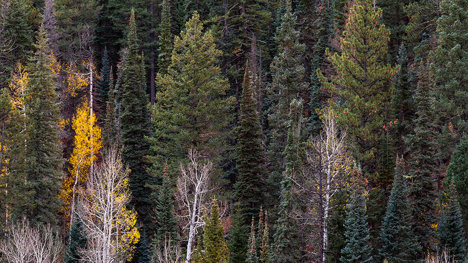Pine and aspen trees on the North Rim of the Grand Canyon before the Dragon Bravo fire of 2025. By Mark Adams