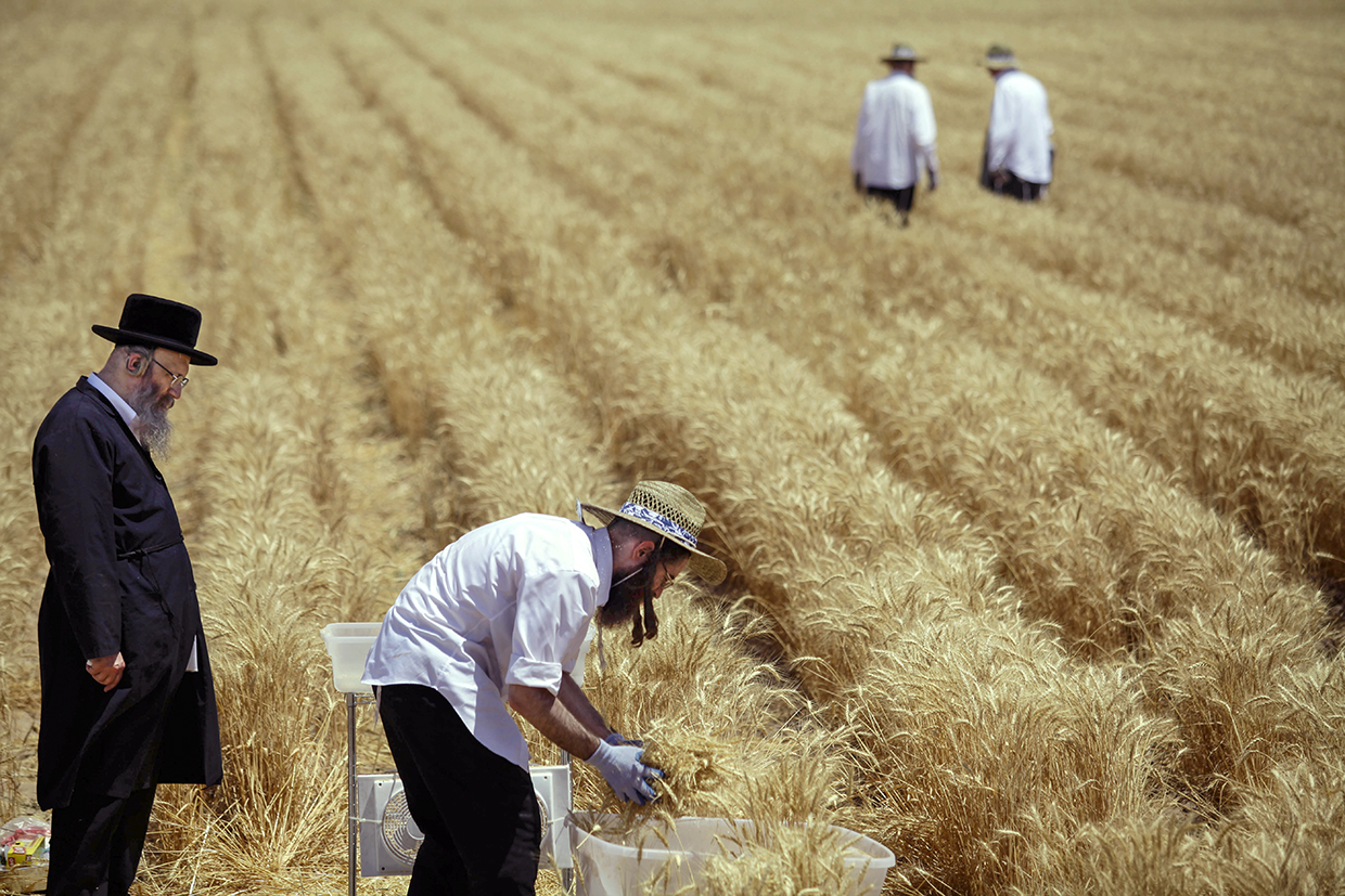 A Hasidic rabbi watches as workers harvest wheat on a farm outside Yuma. The wheat must meet a series of strict qualifications to be certified kosher. | Joshua Lott