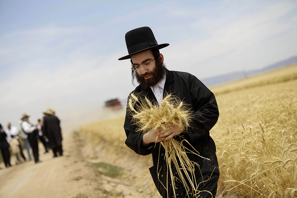 A rabbi inspects a handful of wheat, used to bake matzo for the Jewish holiday of Passover.