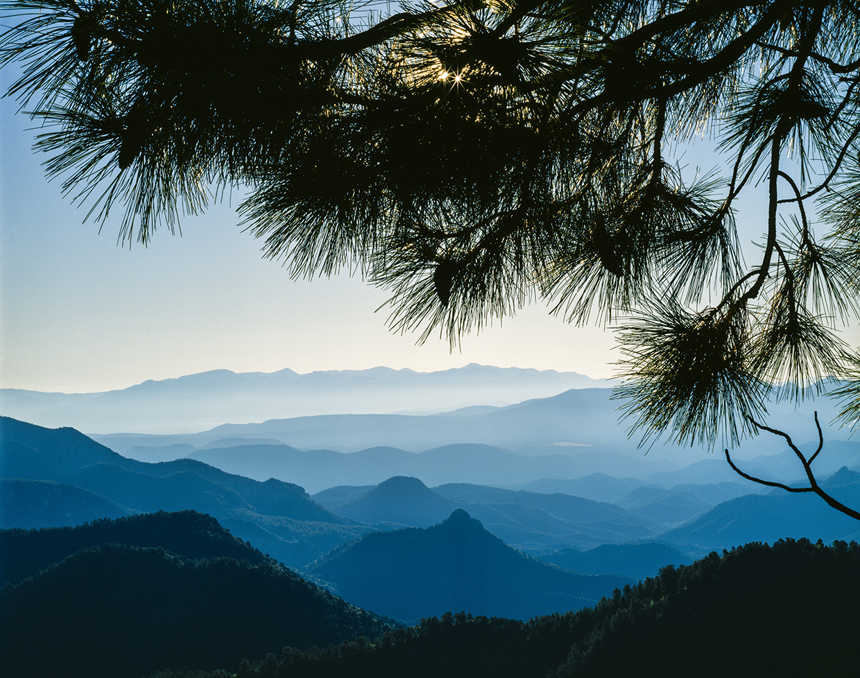 The evergreens of Eastern Arizona’s Blue Range Primitive Area frame a view of New Mexico’s Blue Range Wilderness to the east. While New Mexico’s portion of the Blue Range has received wilderness protection, Arizona’s remains a primitive area — the last such area in the U.S.  | JACK DYKINGA