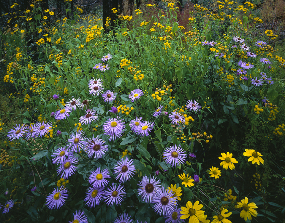 Purple showy daisies bloom amid other wildflowers near Franz Spring in Lanphier Canyon, located in the northeastern part of the Blue Range Primitive Area near the Arizona-New Mexico border. | RANDY PRENTICE