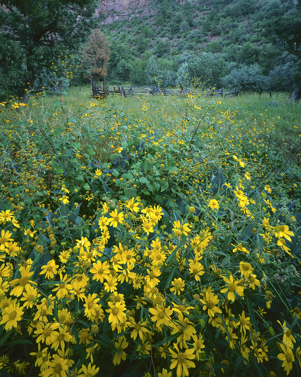 Near the unincorporated community of Blue, yellow wildflowers grow near an old corral — a rare sign of human presence in the area. | RANDY PRENTICE