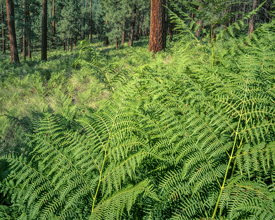 Bracken ferns and ponderosa pines are among the primitive area’s plant species. | JACK DYKINGA