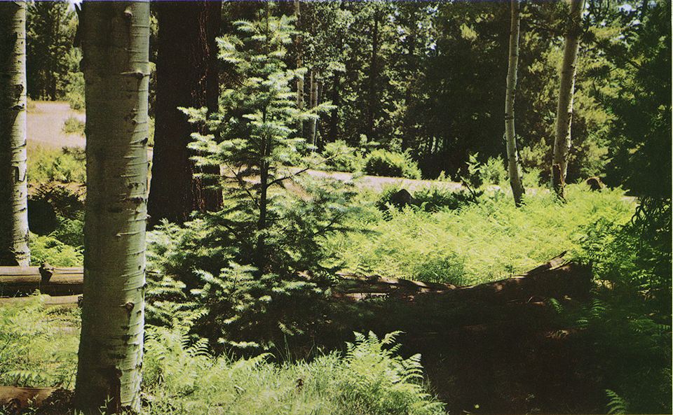 Aspens and evergreens rise from a blanket of ferns in Arizona’s high country. This photo is likely from the White Mountains of Eastern Arizona. By Darwin Van Campen