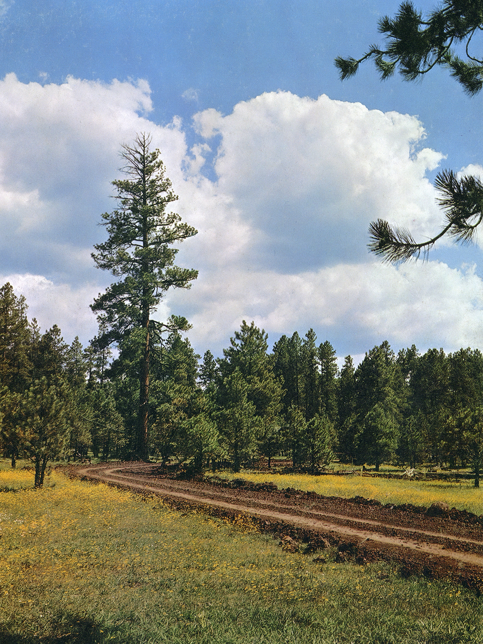A road to a small reservoir winds into the pines on White Mountain Apache Tribe land. This spot is east of McNary, near the Hawley Lake turnoff. By Darwin Van Campen