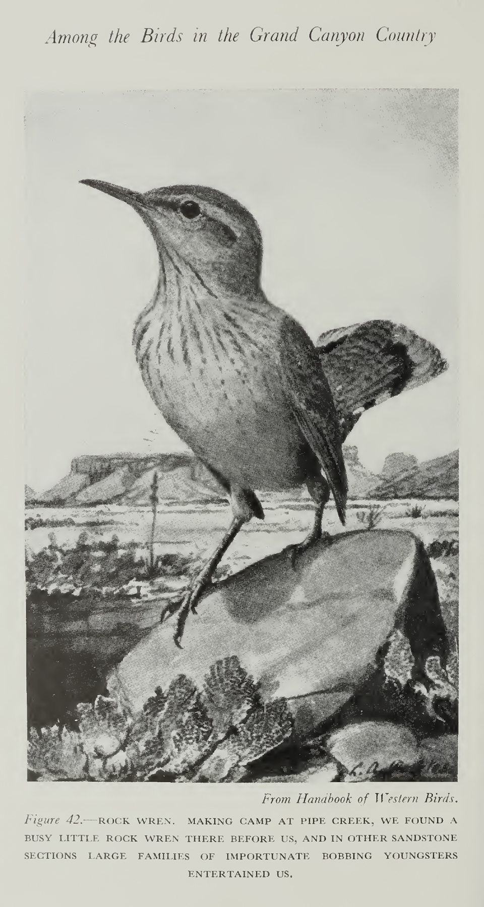 “Making camp at Pipe Creek, we found a busy little rock wren there before us, and in other sandstone sections, large families of importunate bobbing youngsters entertained us,” Bailey wrote in her last book, Among the Birds in the Grand Canyon Country. | Library of Congress