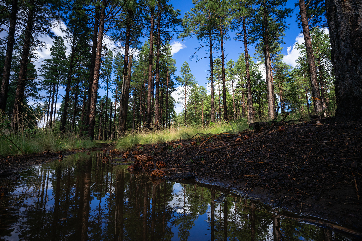 A pool of water on the Arizona Trail mirrors ponderosa pines after a round of intense monsoon storms. By Eric Mischke