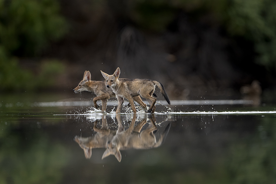Coyote pups traverse a pond in another photo from Gilbert’s Riparian Preserve at Water Ranch won Second Place in the Arizona Highways 17th Annual Photo Contest. By Sathya Sayee