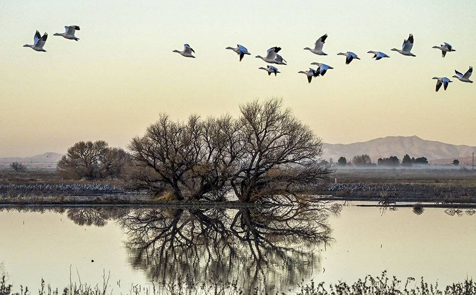 Snow geese take flight from Southeastern Arizona’s Whitewater Draw in the winning photograph from the 2025 Adventures in Nature student photo contest. By Jessica Finnie