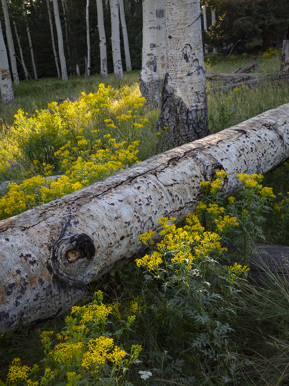 Wildflowers bloom around a fallen aspen along the Kachina Trail, part of the Flagstaff area’s Kachina Peaks Wilderness, in afternoon light. Starting from its trailhead at the Arizona Snowbowl parking lot, this hiking route features an immersive look at the old-growth forest of the San Francisco Peaks. By Joel Hazelton