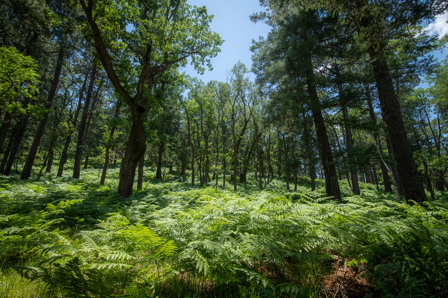 Pines and oaks rise from a carpet of ferns on the Mogollon Rim. By John Fink