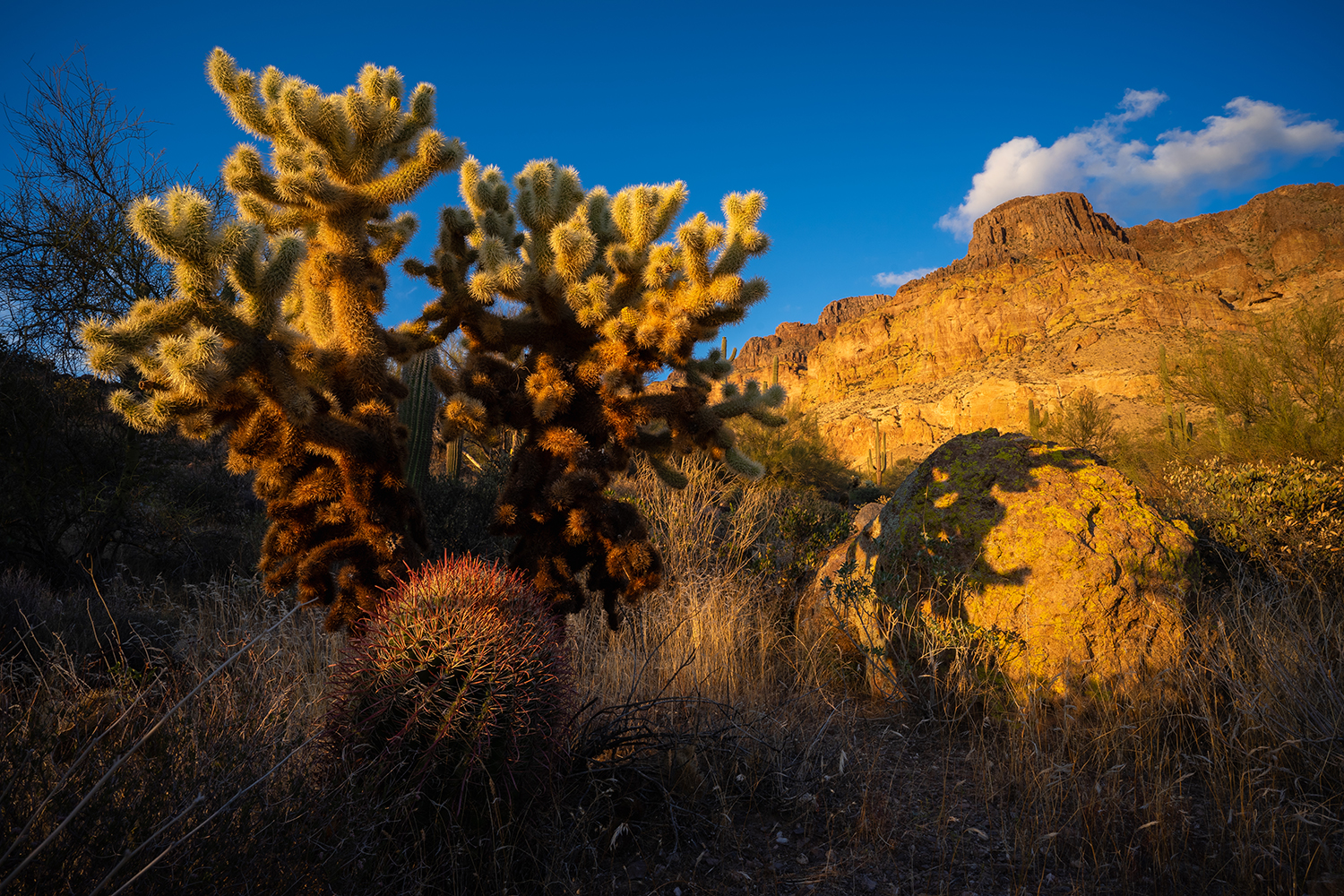 A teddy bear cholla casts its sunset shadow on a boulder below Picketpost Mountain, near Superior. By Eric Mischke
