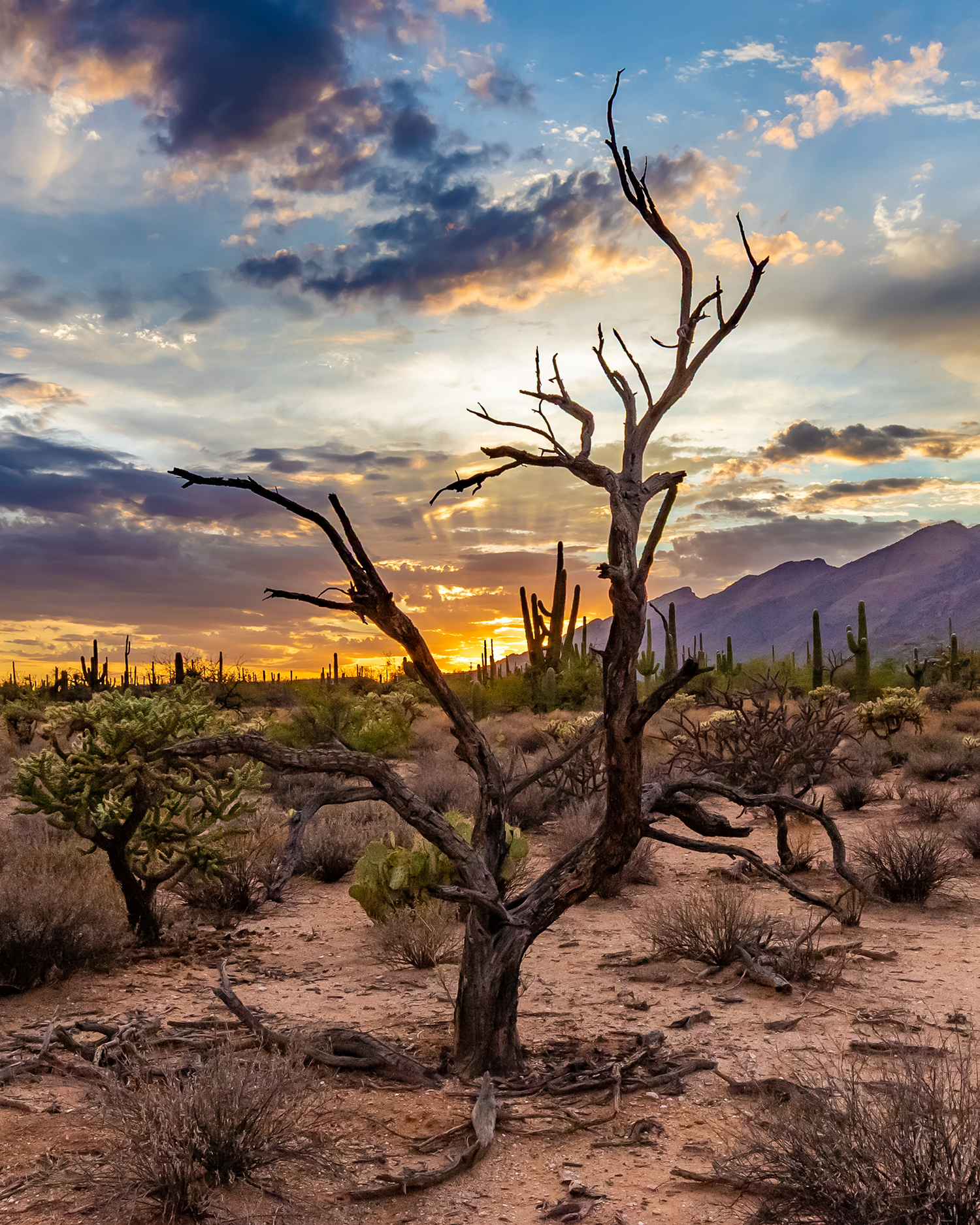 The sun sets on saguaros, chollas and other desert plants in Sabino Canyon, near Tucson. By Mark Navarro